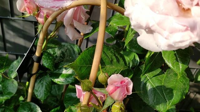 Розовые розы, малиновый рододендрон, весна rosene Rose Rododendron смотреть онлайн