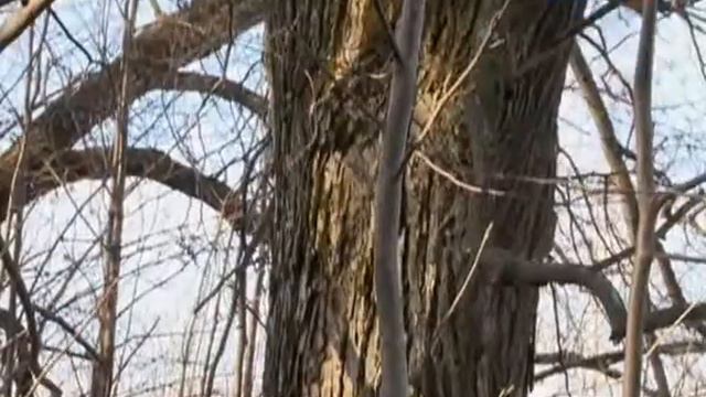 Больше чем любовь Фрагмент Парк смотреть онлайн