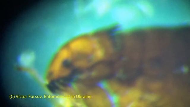 Эта Ужасная и Прекрасная Блоха Кошачья Ctenocephalides felis: Под Микроскопом смотреть онлайн