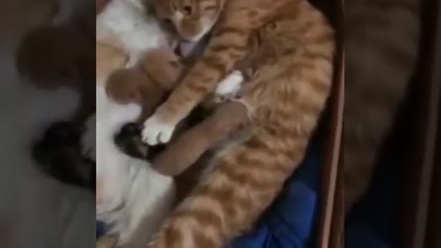 Котики милые создания! смотреть онлайн