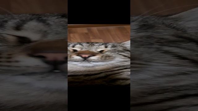 Кот Зюзик смотреть онлайн