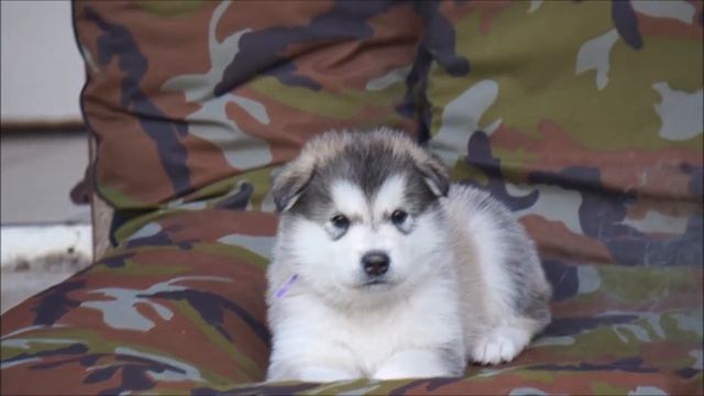 Alaskan Malamutes 4 weeks old смотреть онлайн