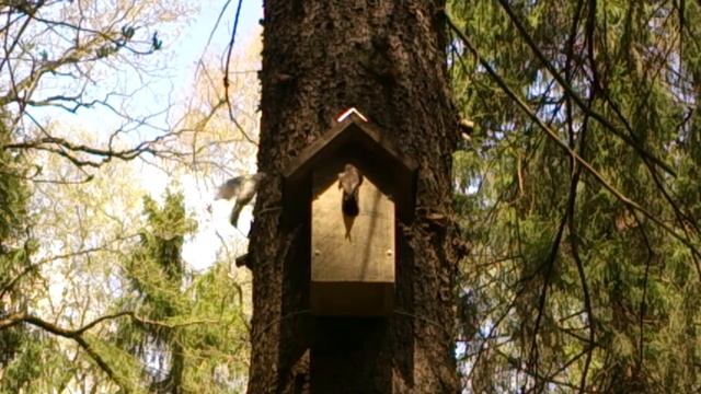 Птицы в лесу Подмосковья заселили мой скворечник и кормят птенцов смотреть онлайн