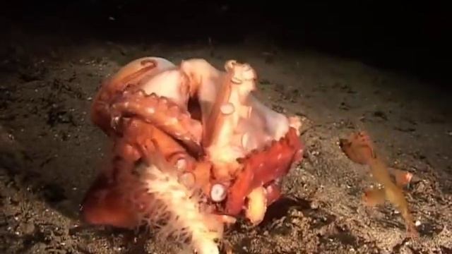 Oktopus-Kampf / Octopus fight смотреть онлайн