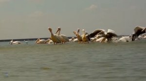 ЗАВОРАЖИВАЮЩИЙ ВЗЛЕТ ПЕЛИКАНОВ