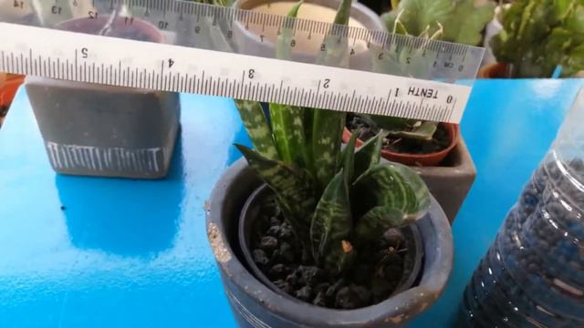 Sansevieria trifasciata ‘Hahnii Gaster’. Mini plant смотреть онлайн