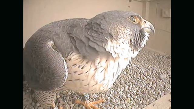 Eye To Eye With Durand 3-13-11 Peregrine Falcon-Columbus смотреть онлайн