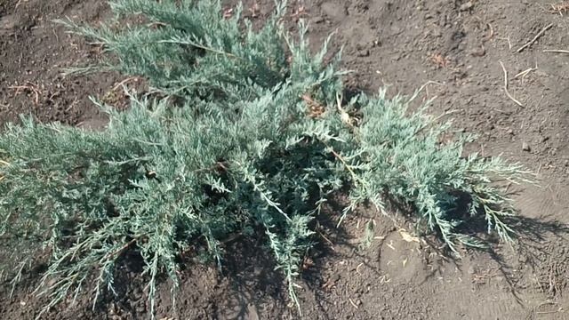 Можжевельник казацкий "Glauca" | Plante.md смотреть онлайн