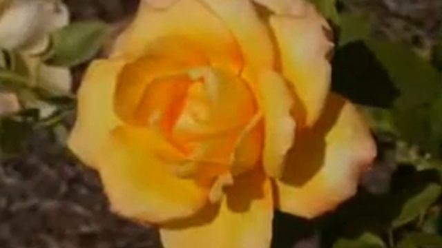 Поздравление. С днём рождения. смотреть онлайн