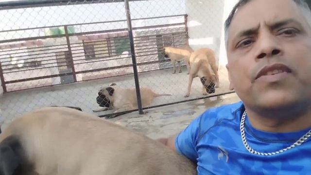 How To Choose The Best Multivitamin For Your Dog: Top Picks And Tips