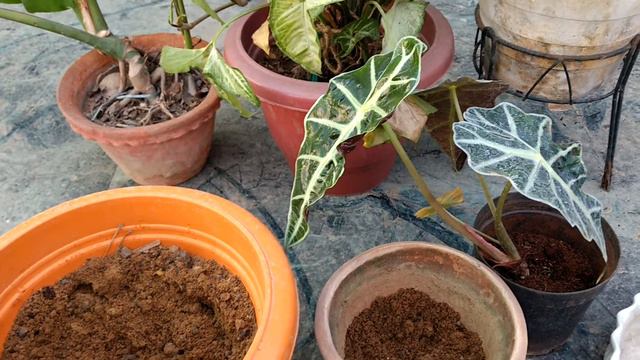 Alocasia ya elephant ear plant ko kaise or kab lagayen☺️💐💐💐💐💐💐sarita ki bagiya смотреть онлайн