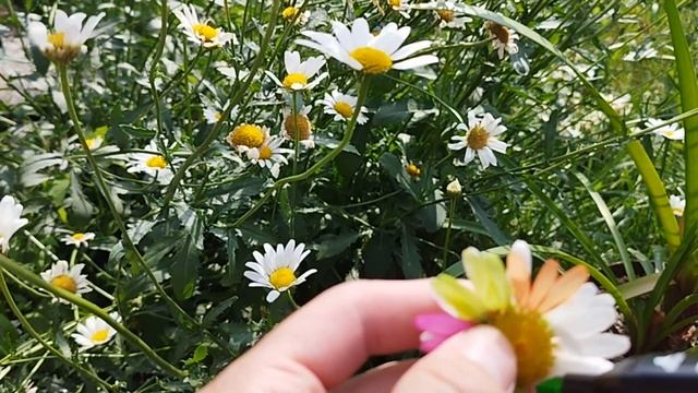 Декоративное рисование на дачу. Поэтапное рисование смотреть онлайн