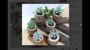 3 ошибки при выборе горшка для кактуса, из-за которых растение не порадует вас цветением