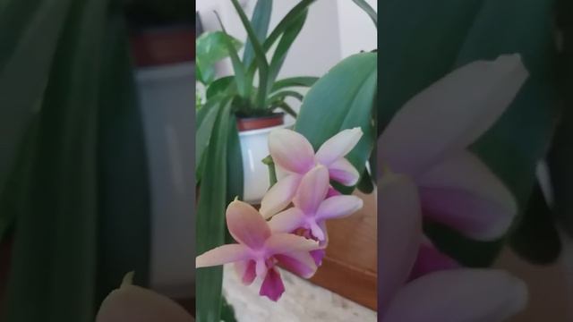 Orkidea phalaenopsis Liodor ibrido (phal. Deventeriana×Violacea)profumatisima смотреть онлайн