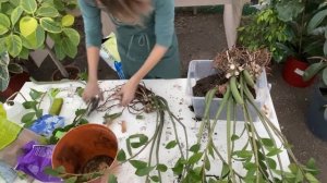 Спасаем старый замиокулькас