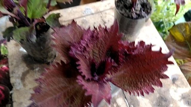 Колеус Henna (Хенна). Хна.