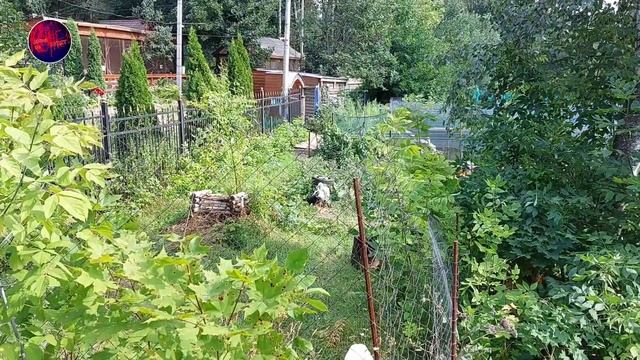 Аисты в парке. Птичий рай. Город Тула. смотреть онлайн