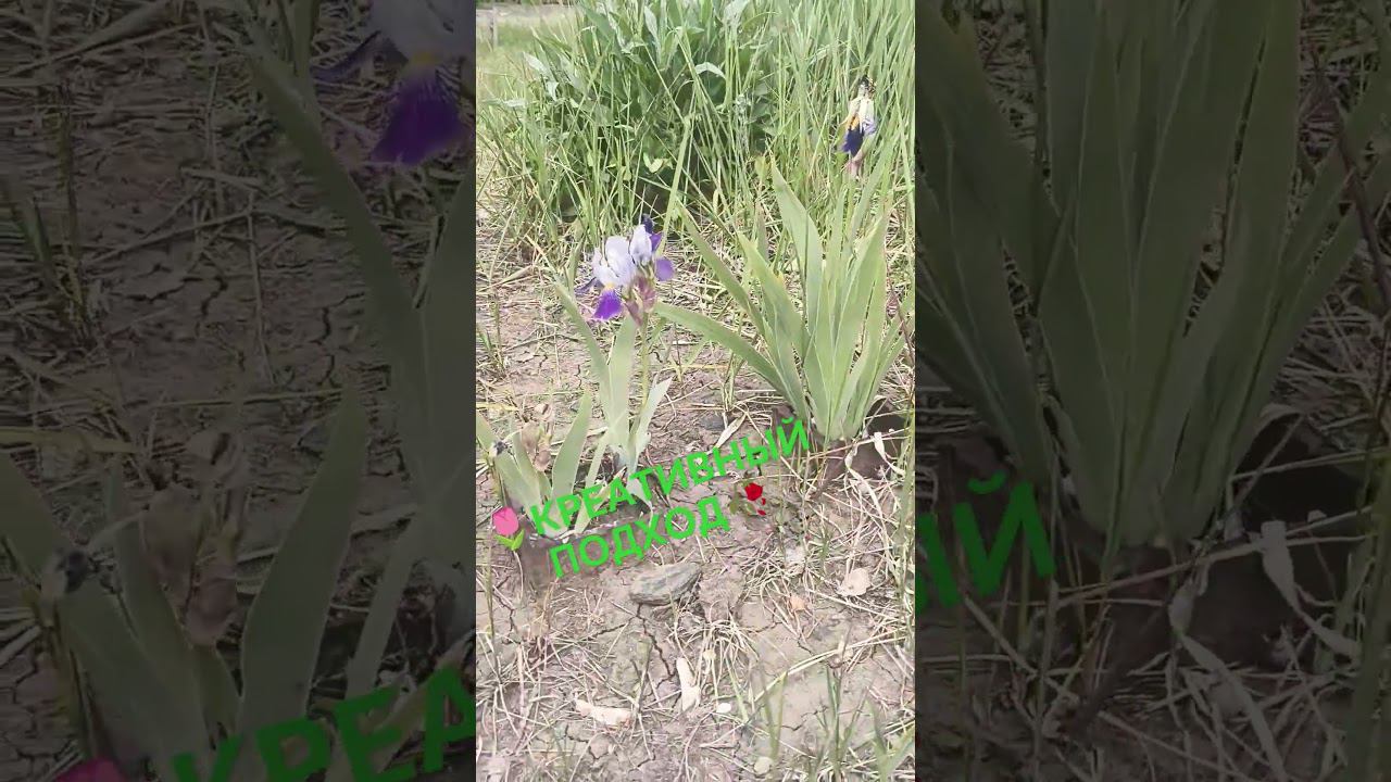 КРЕАТИВНОЕ ОЗЕЛЕНЕНИЕ НА ЗВЕЗДНОМ #старыйоскол #клумба #цветы смотреть онлайн