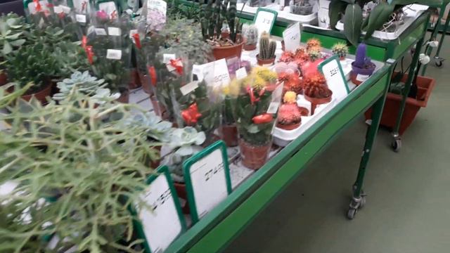 Макеевка Галактика море цветов С наступающим девочки! смотреть онлайн