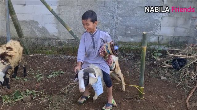 ANAK KAMBING SAYA || MACAM MACAM KAMBING