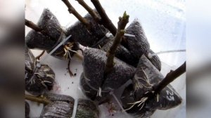 Выращивание инжира в домашних условиях.