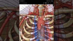 Восходящая часть и дуга аорты ( + артерии и их ветви) с Michelle-Elisabèthe