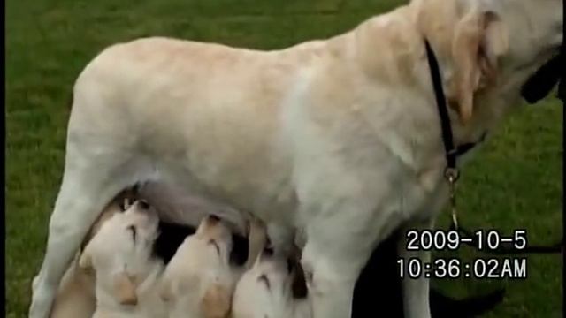 ラブラドール　子犬生後３３日目 смотреть онлайн