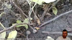 Как когда сажать инжир (кратко). Сразу думаю как буду укрывать инжир. #bestfigs #vlad
