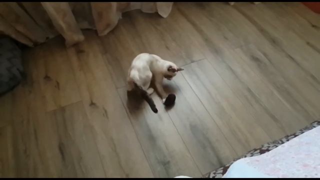 Смешные кошки и коты. Приколы с животными. Танцы и пируэты от Маруси смотреть онлайн
