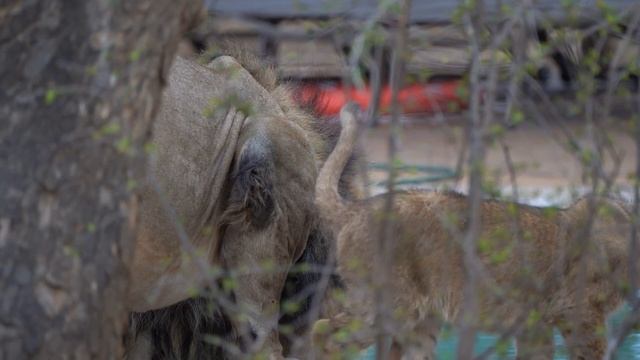 Male lion Junior Nkuhuma in camp with his cubs смотреть онлайн