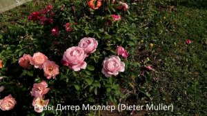 ТОПОВЫЕ Розы Дельбар – это розы французской селекции. Самое большое разнообразие расцветок.