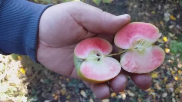 Яблоня сорт Хидден Роуз(Apple Hidden Rose). Дегустация в октябре. 2019 год