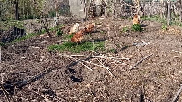 Куры доедают клумбу) Без гербицидов сплошного действия своими руками, без бурьяна/сорняков смотреть онлайн