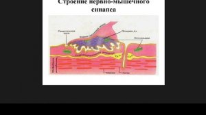 Экзамен Анатомия 1. Строение мышцы. Саркомер