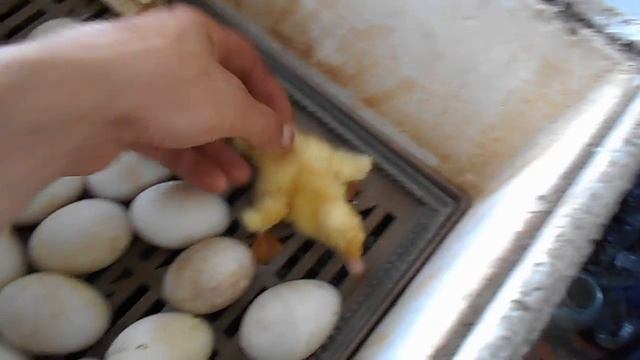 Выведение утят в инкубаторе.The breeding of the ducklings in the incubator. смотреть онлайн