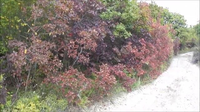 Первые краски осени. Скумпия Кожевенная / Cotinus coggygria смотреть онлайн