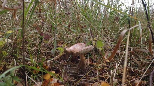 Опять по грибы смотреть онлайн