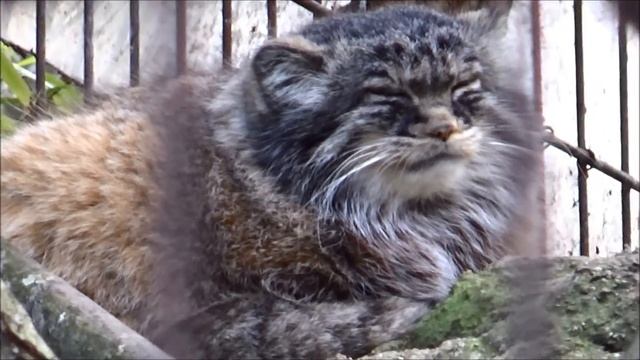 Otocolobus manul - (Pallas, 1776) -HD- Chat de Pallas - Ménagerie Paris - 06/02/2015 смотреть онлайн