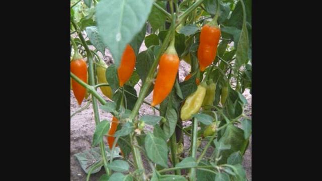 Перец – красивый и полезный овощ. Уникальные сорта перца! смотреть онлайн