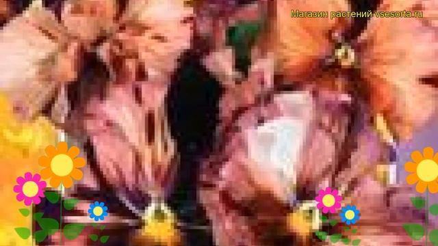 Виола гибридная Кианти. Краткий обзор, описание характеристик, где купить семена viola wittrockiana смотреть онлайн