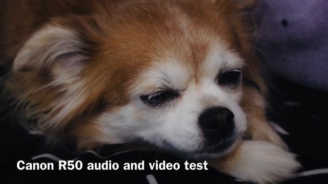 Testing Canon R50 audio and video, смотреть онлайн
