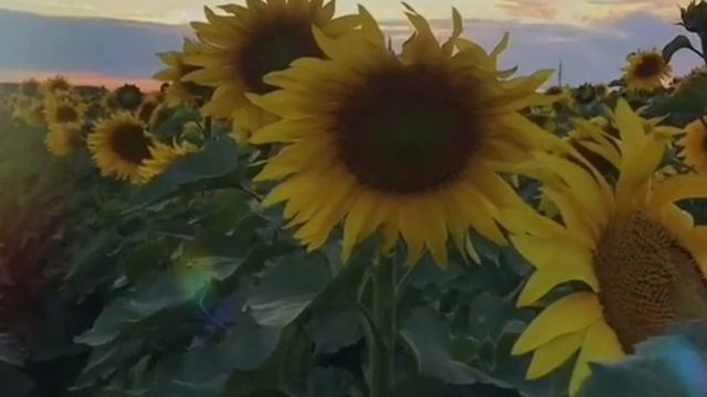 Ах, подсолнухи, подсолнухи!!! Русский поп-фолк!!! Новая песня! смотреть онлайн