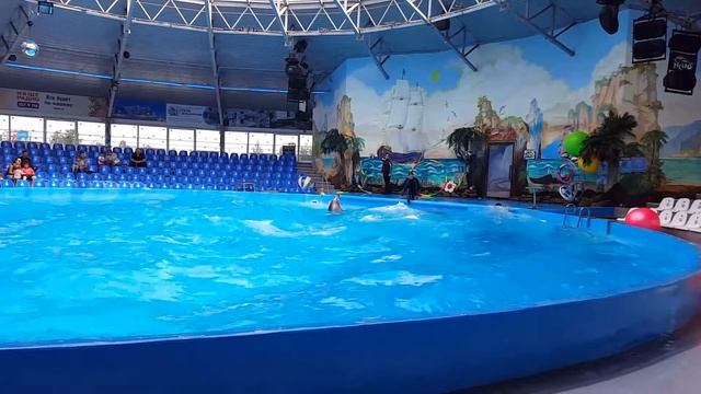 Дельфины смотреть онлайн