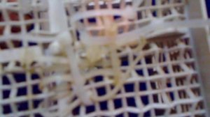 как отремонтировать корзинку посудомойки своими руками