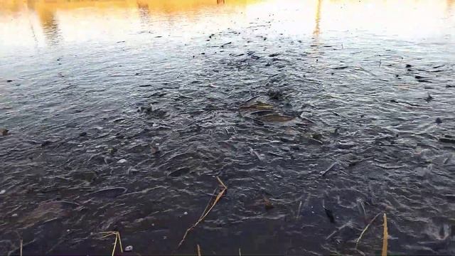 „Что может знать рыба о воде, в которой плавает всю жизнь?" Живая рыба в прудах Камызякского края смотреть онлайн