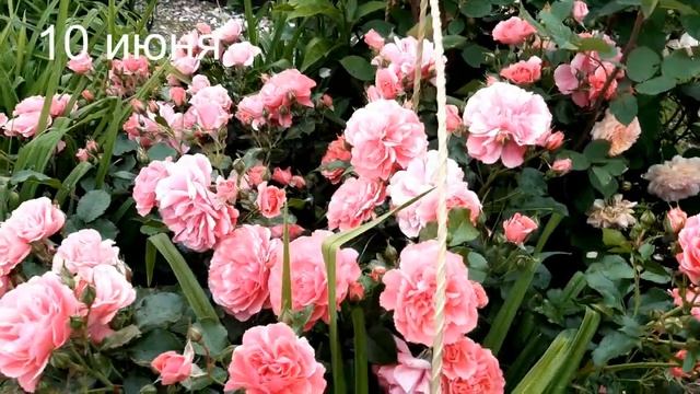 Розариум Ютерсен смотреть онлайн