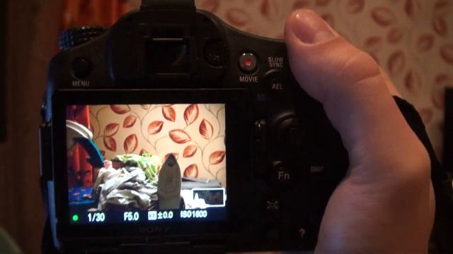 Демонстрация работы ЭВИ Sony A77 при комнатном освещении смотреть онлайн