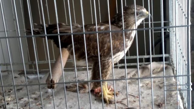канюк ест мышь смотреть онлайн