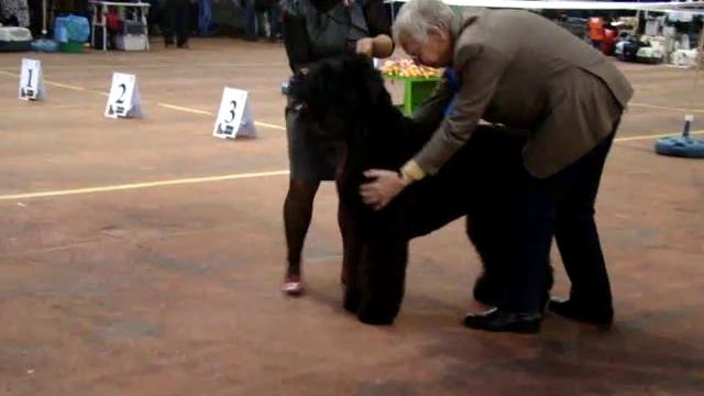 Одесса САС!В 13.10.2012 Черные терьеры Кобель интермедиа смотреть онлайн