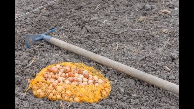 Посадка лука в мае 2021 года по лунному календарю, благоприятные дни смотреть онлайн